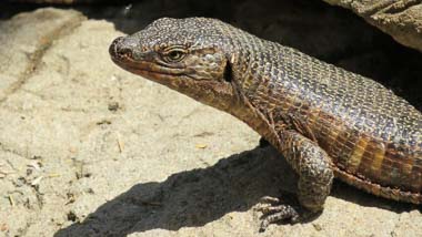Hoedspruit Reptile Park